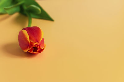 Close-up of red rose flower against white background