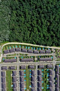 High angle view of trees by plants