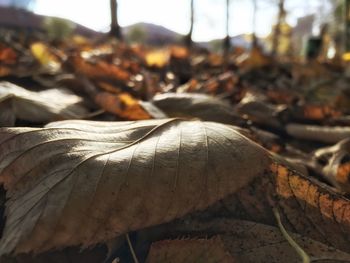 Close-up of tree