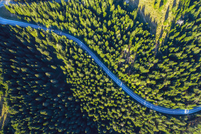 High angle view of road amidst trees at forest
