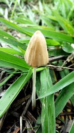 Close-up of mushroom growing on field
