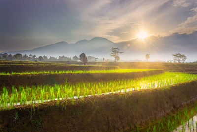 Morning view of farmer spraying rice at sunrise and blue mountains and clear sky