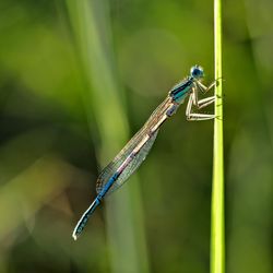 Close-up of damselfly on stem