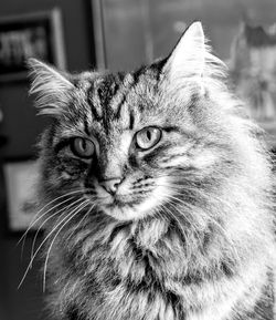 Close-up portrait of cat