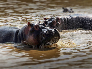 Hippos in a lake