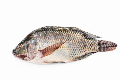 Close-up of fish on white background