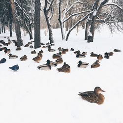 Flock of birds in snow