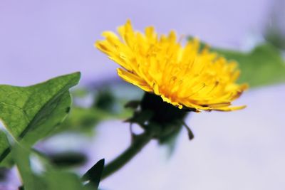 Close-up of yellow flower