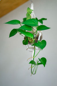 Close-up of plant leaves over white background