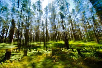 Scenic view of forest