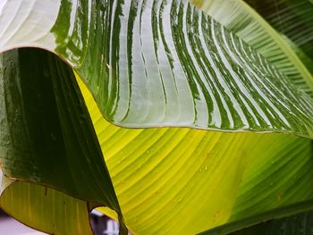 Close-up of wet leaves on plant