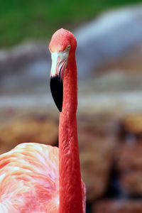 Close-up of flamingo against rocks