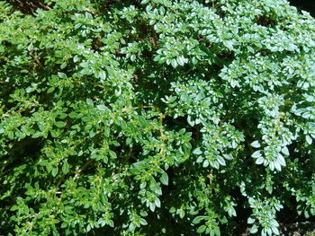 Full frame shot of flowering plants