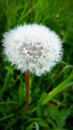 Close-up of dandelion flower