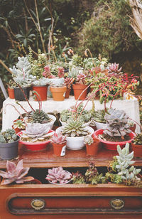 Potted plant on table