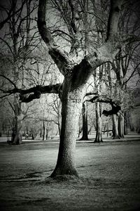 Bare trees against sky