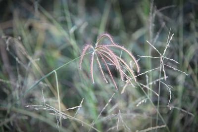 Close-up of wilted plant on field