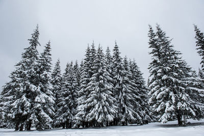 Snow covered pine trees against sky