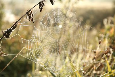 Close-up of spider web