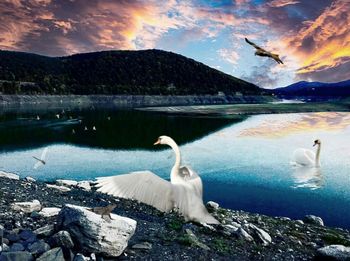 Swans in a lake