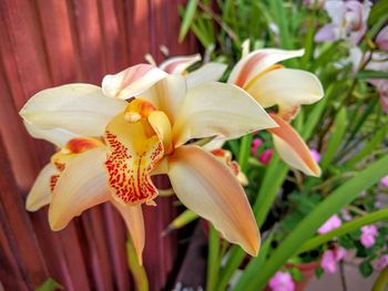 Close-up of yellow flower