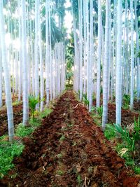 Trees in forest