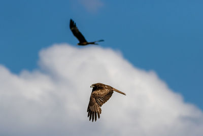 Low angle view of eagle flying in sky