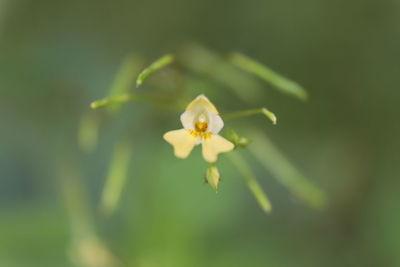 Close-up of white flowering plant