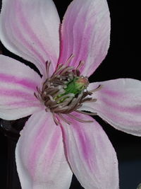 Close-up of pink flower