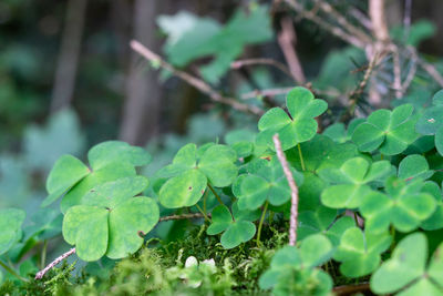 High angle view of fresh green leaves on field