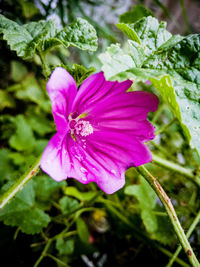 Close-up of purple flowering plant