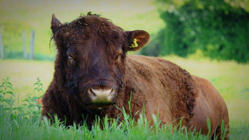 Portrait of a horse on field