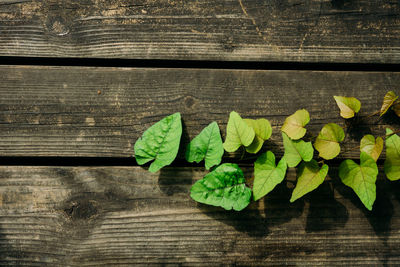 High angle view of plant growing on wooden