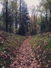 Plants and trees in park