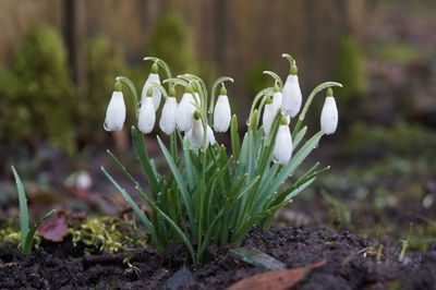 Close-up of white crocus flowers on field