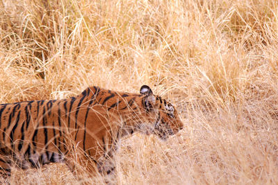 View of cat on dry grass