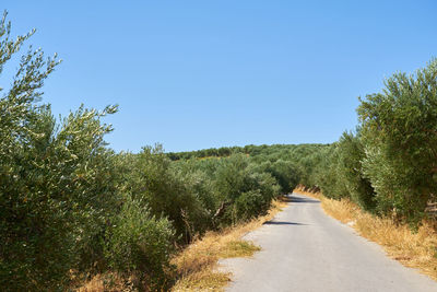 Road amidst trees against clear blue sky