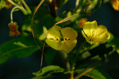 Close-up of yellow flowering plant