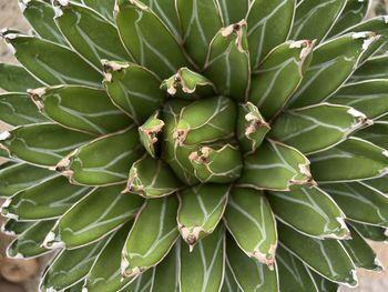 Close-up of plant