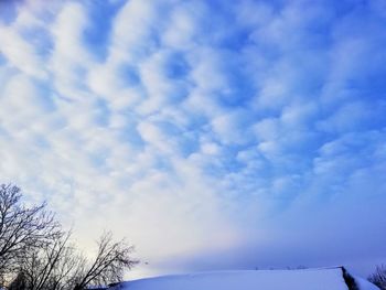 Low angle view of trees against sky during winter