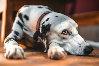 Close-up of a dog resting on floor