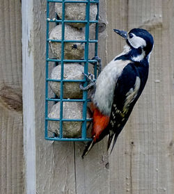 Close-up of bird perching