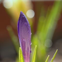 Close-up of flower against blurred background