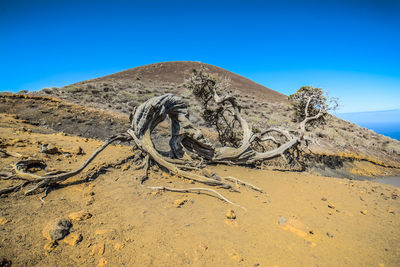 Driftwood on sand at beach against clear blue sky