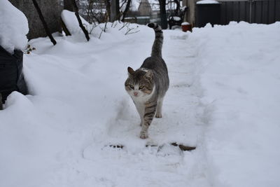 Cat on snow covered land