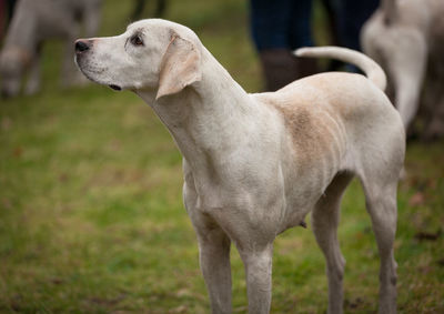 Close-up of dog on grass