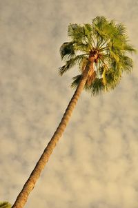 Low angle view of tree against sky