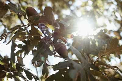 Low angle view of sunlight streaming through tree