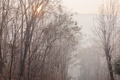 Bare trees against sky during sunset