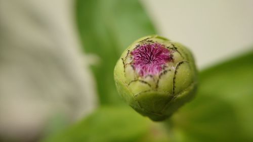 Close-up of pink flower